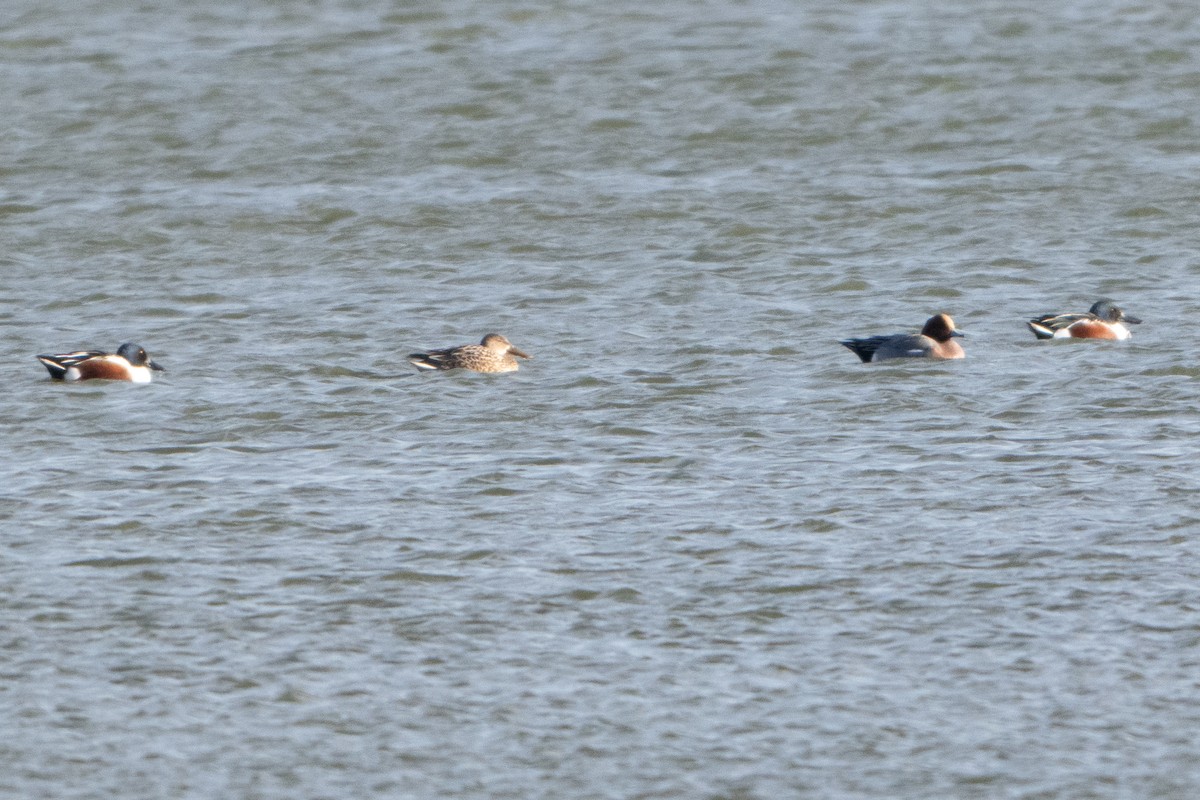 ハシビロガモ - ML646409180