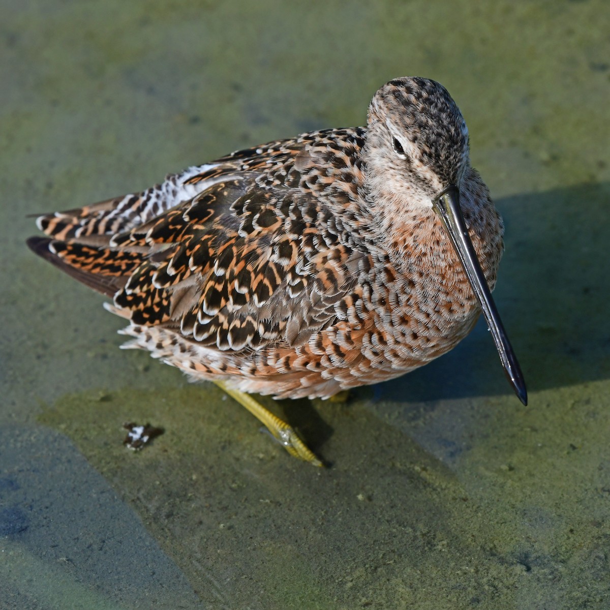 オオハシシギ - ML646409181