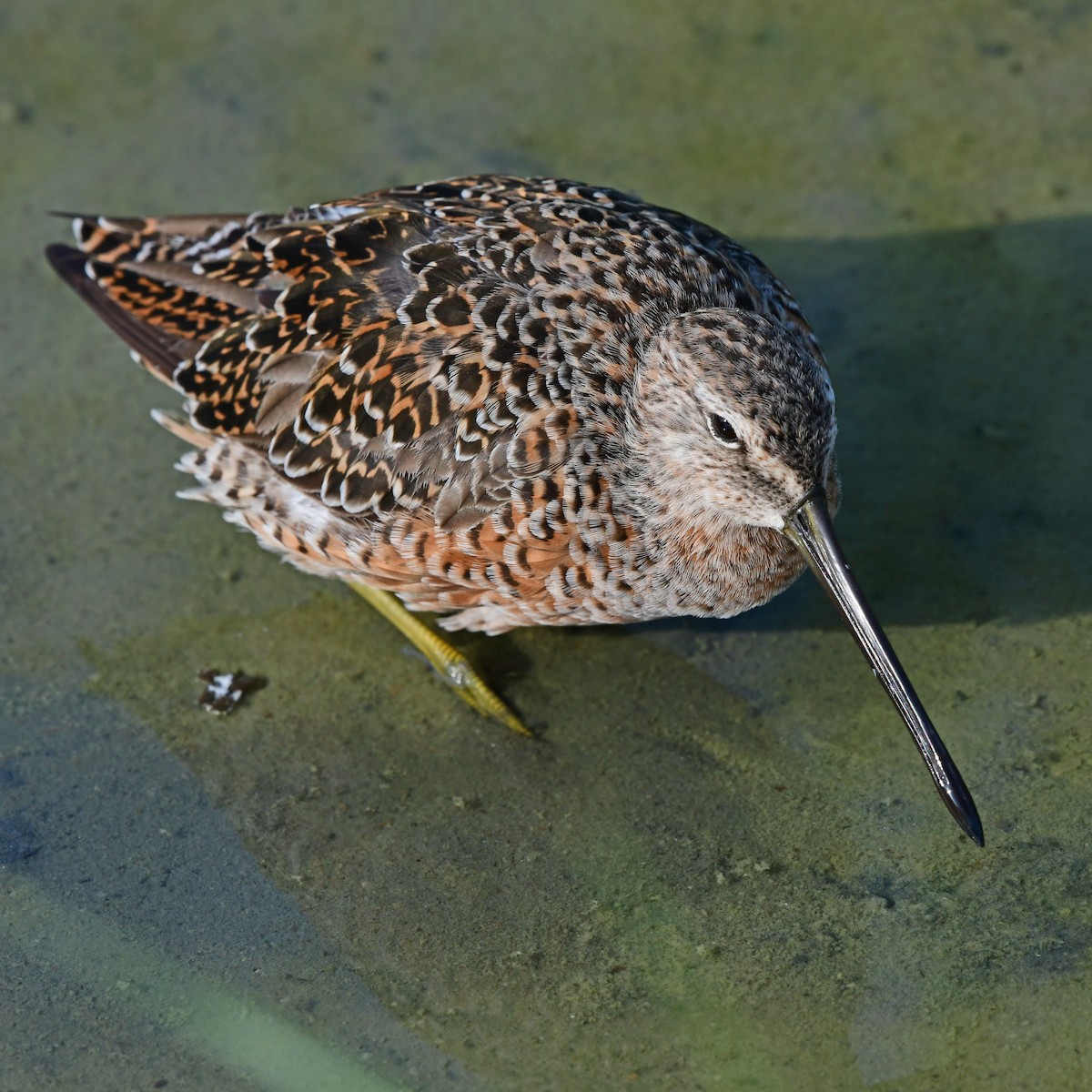 オオハシシギ - ML646409182