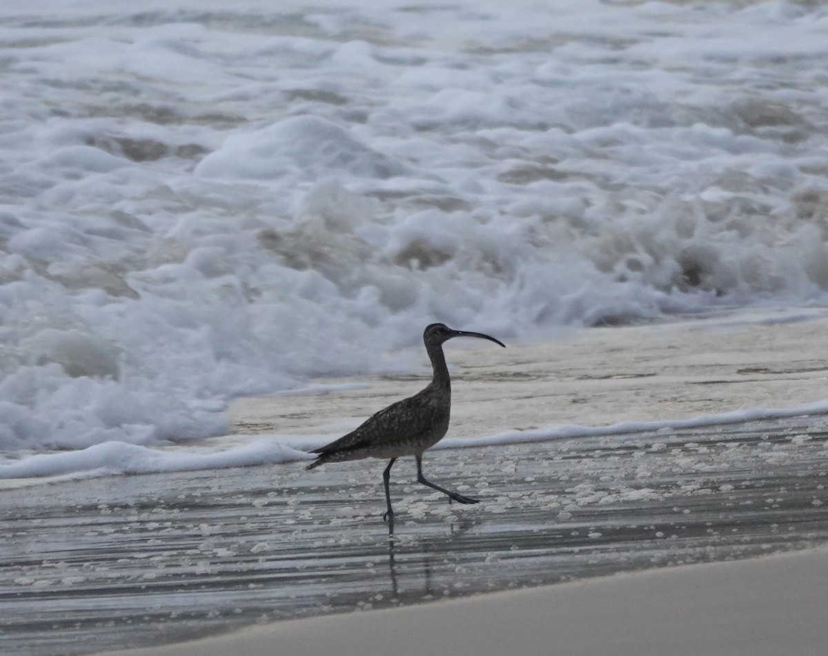 チュウシャクシギ - ML646409183