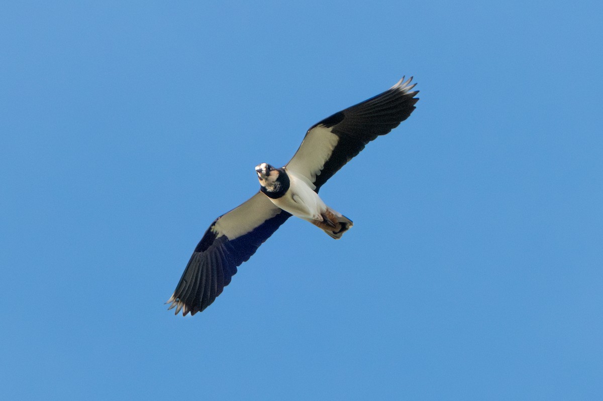 タゲリ - ML646409185