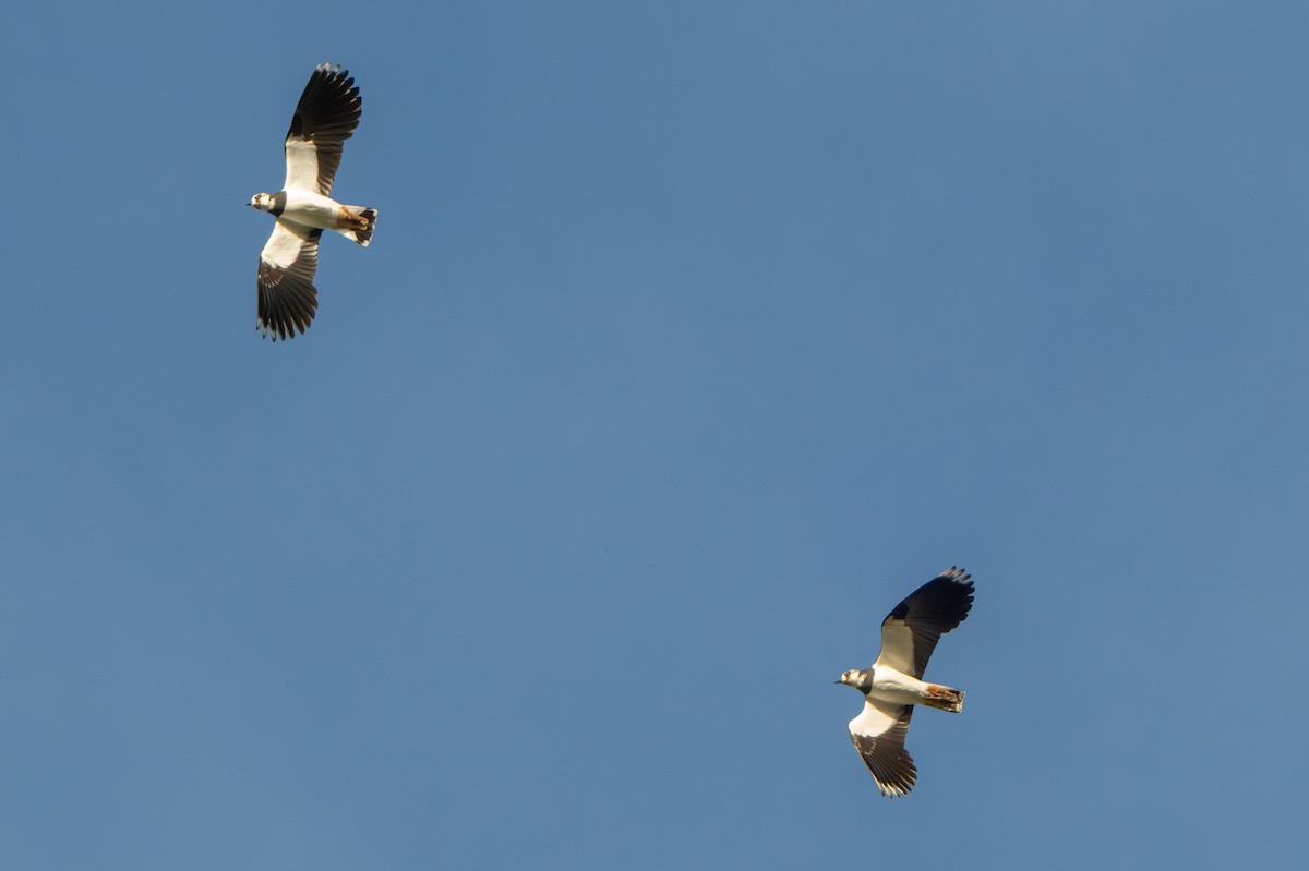 タゲリ - ML646409186