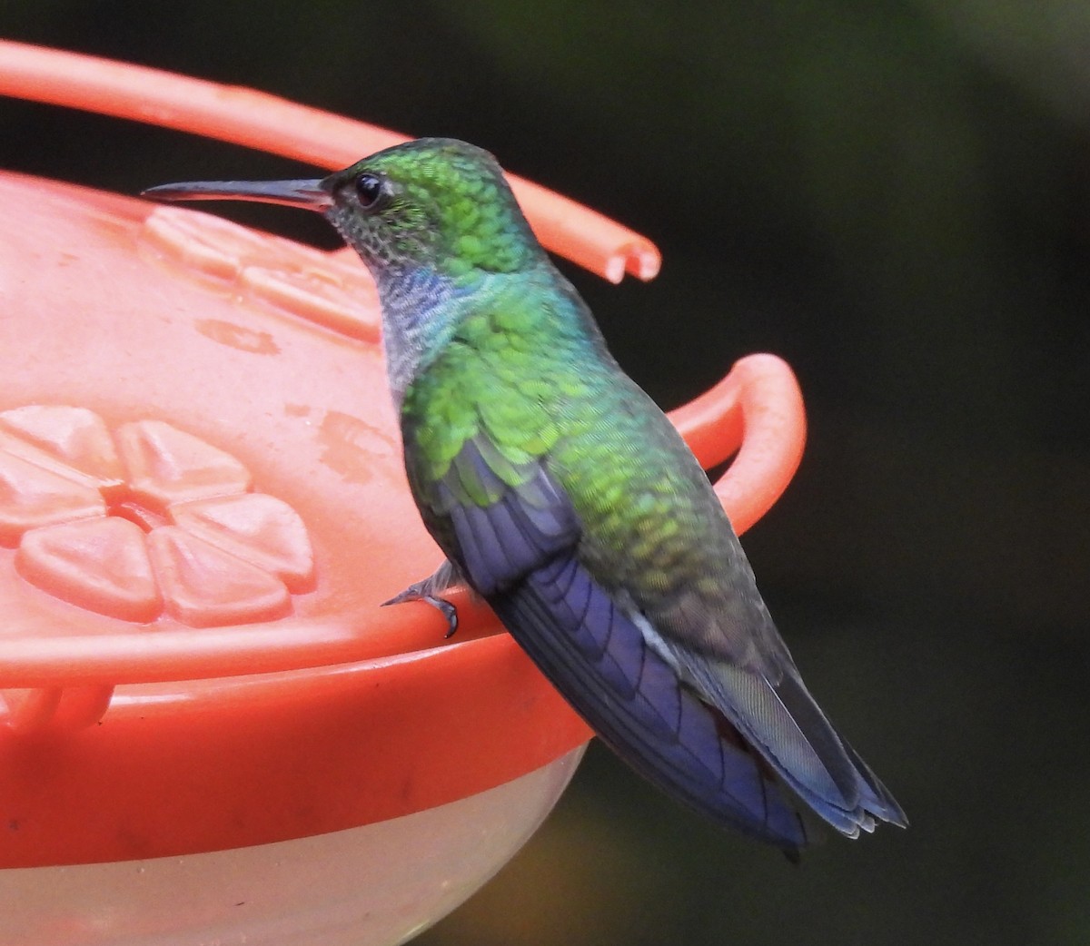 エメラルドハチドリ - ML646409188