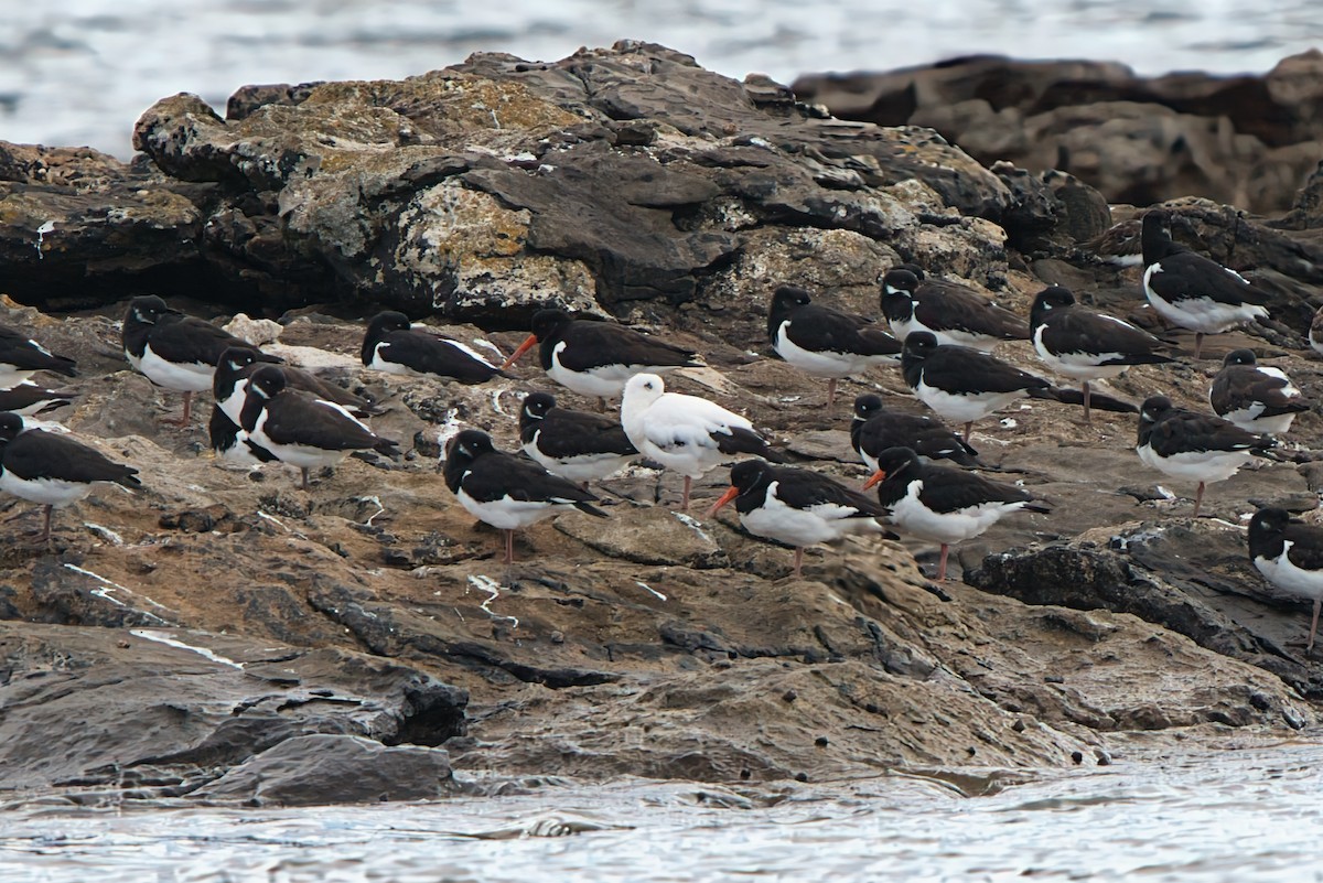 ミヤコドリ - ML646409189