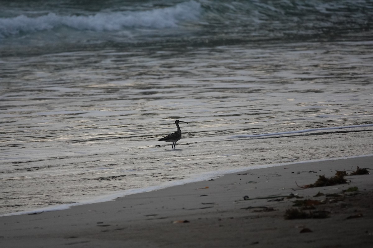 チュウシャクシギ - ML646409190