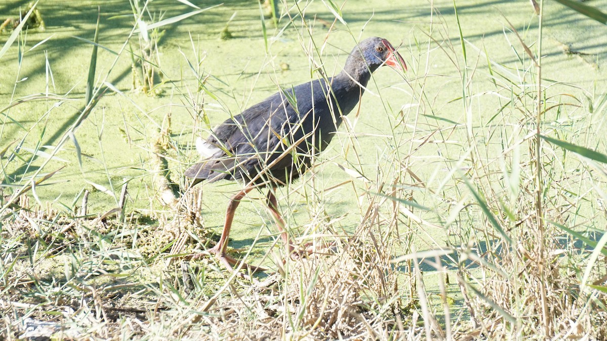 セイケイ - ML646409196