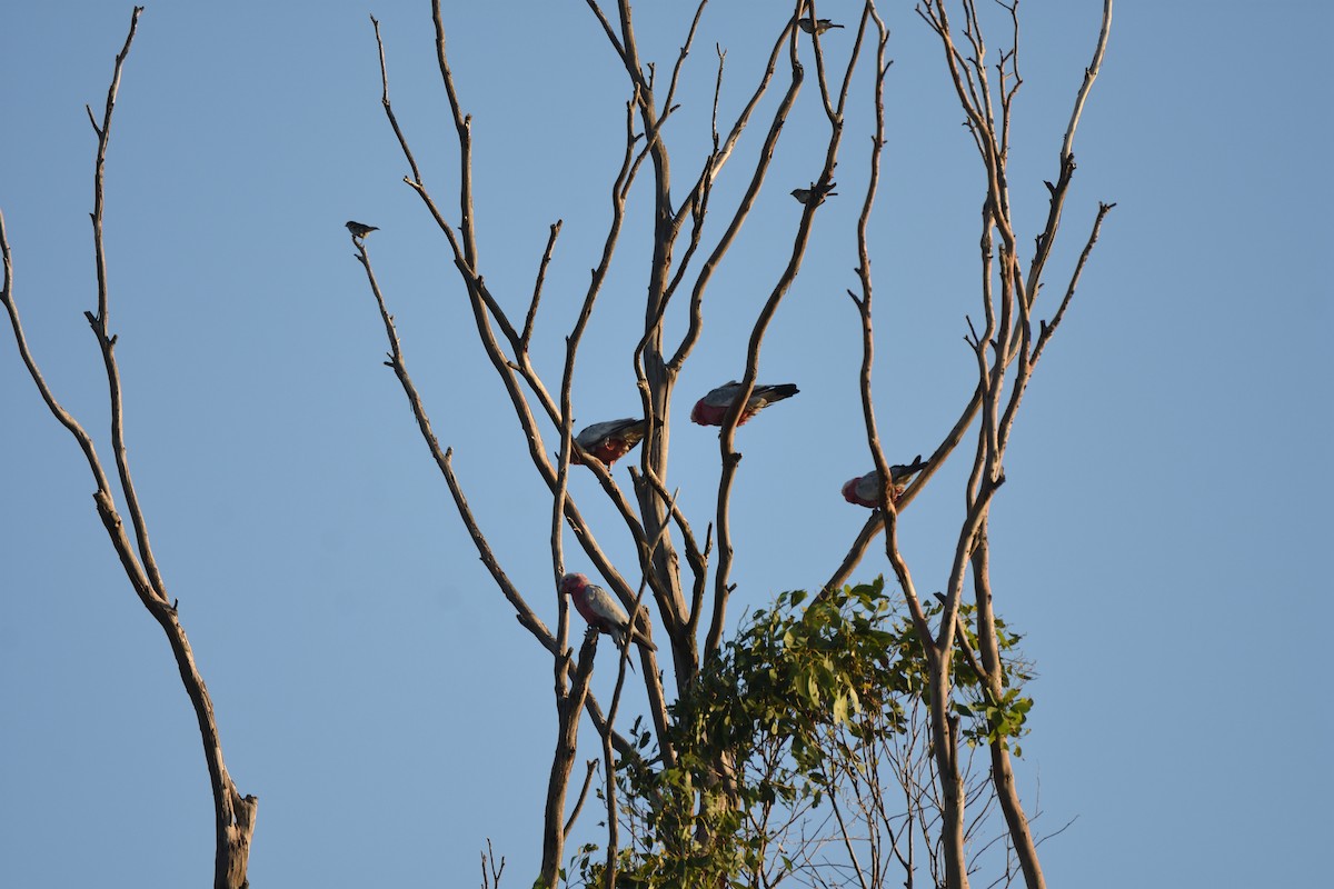 Какаду рожевий - ML646409197