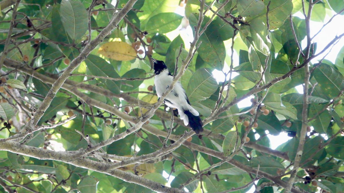 コフィアウカササギビタキ - ML646409198