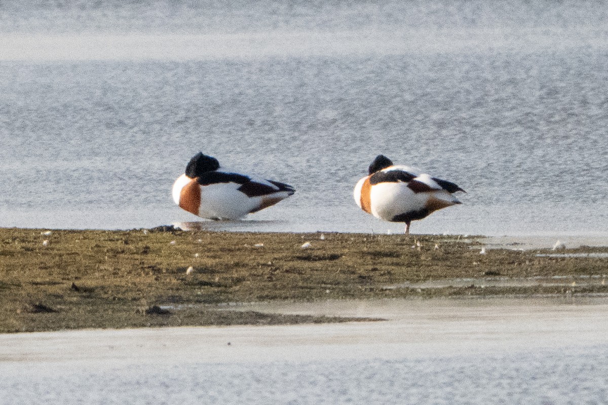 Common Shelduck - ML646409200