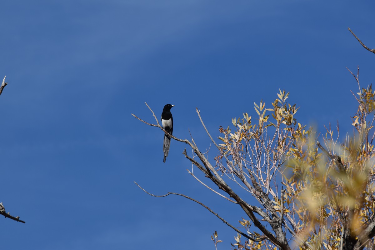 Black-billed Magpie - ML646409201