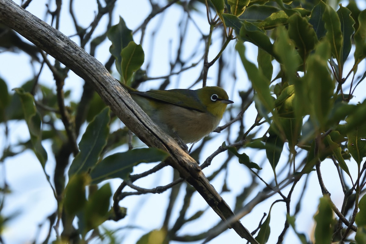 Окулярник сивоспинний - ML646409202
