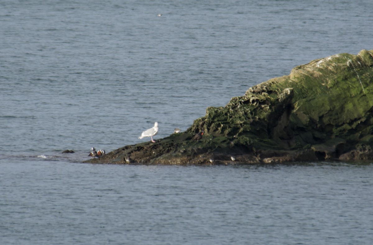 jespák příbojový - ML646409207