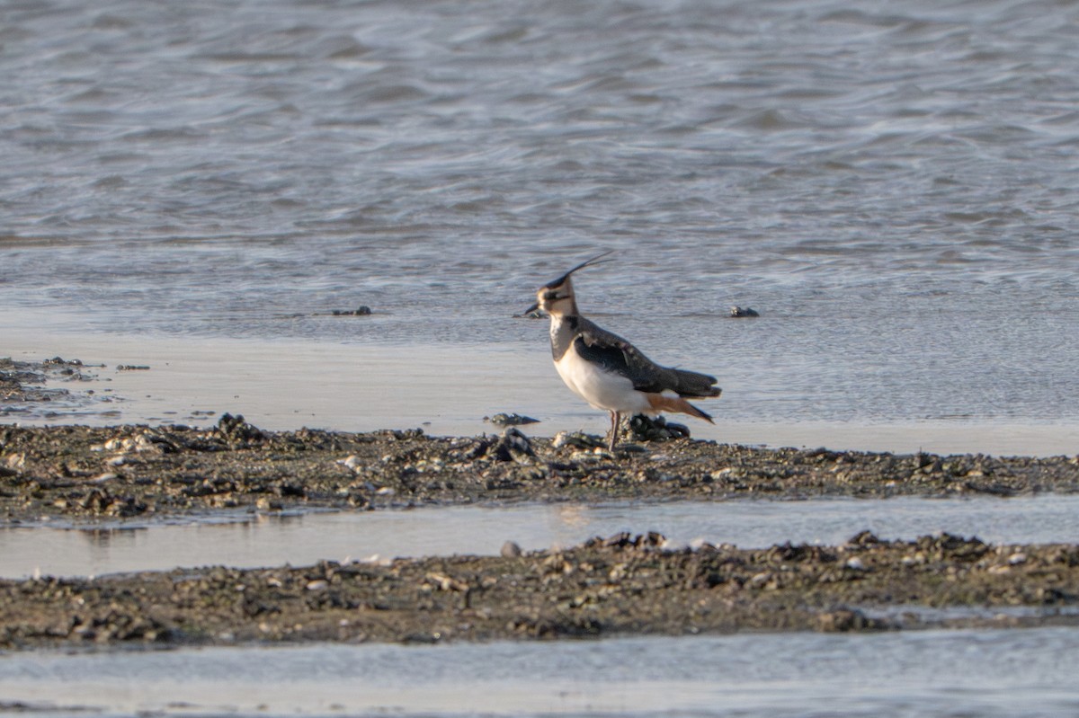 Northern Lapwing - ML646409208