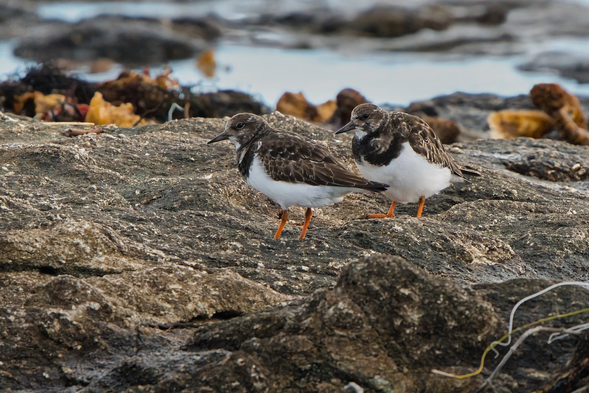 Ruddy Turnstone - ML646409209