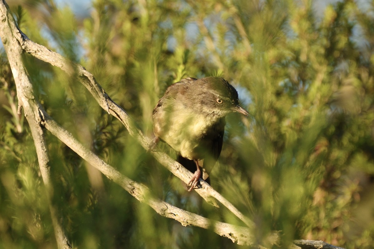 Кущовик білочеревий - ML646409210