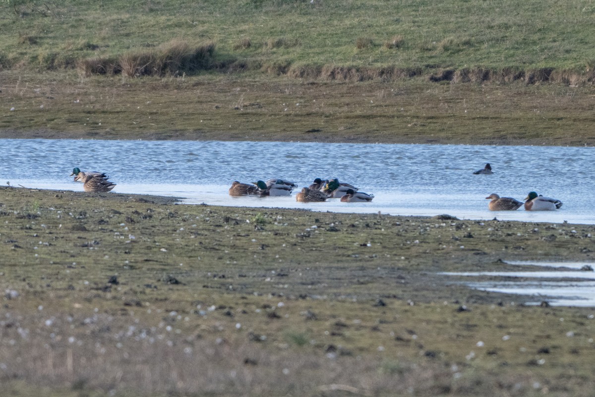 Mallard - ML646409212