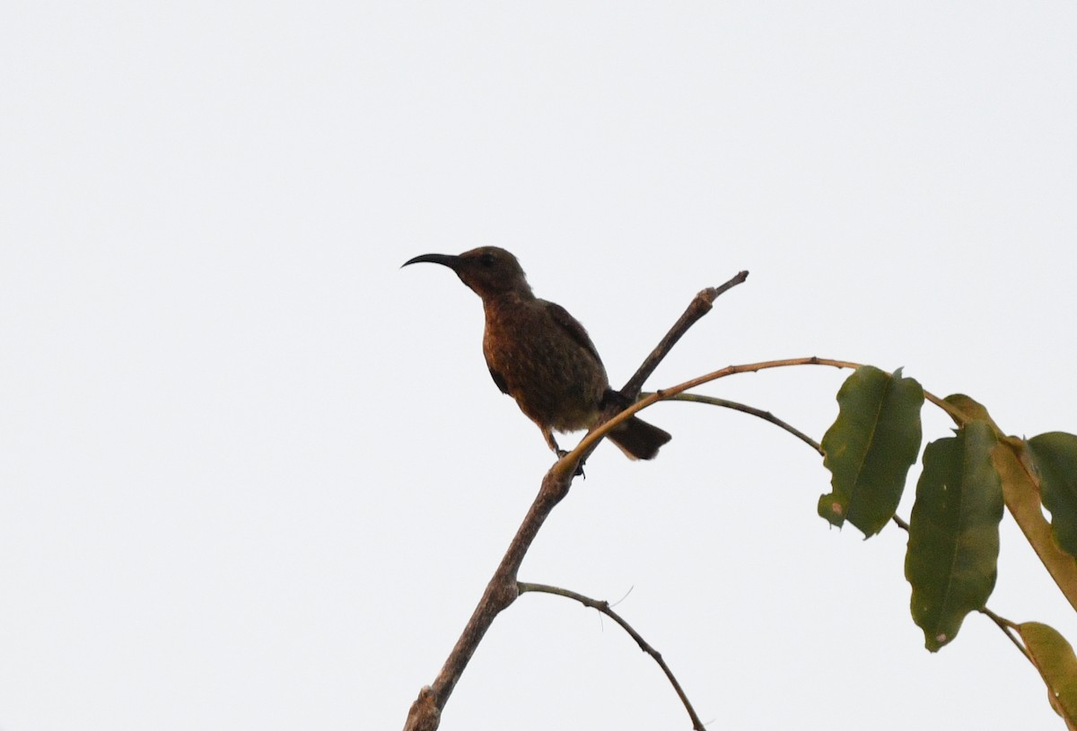 Scarlet-chested Sunbird - ML646409213