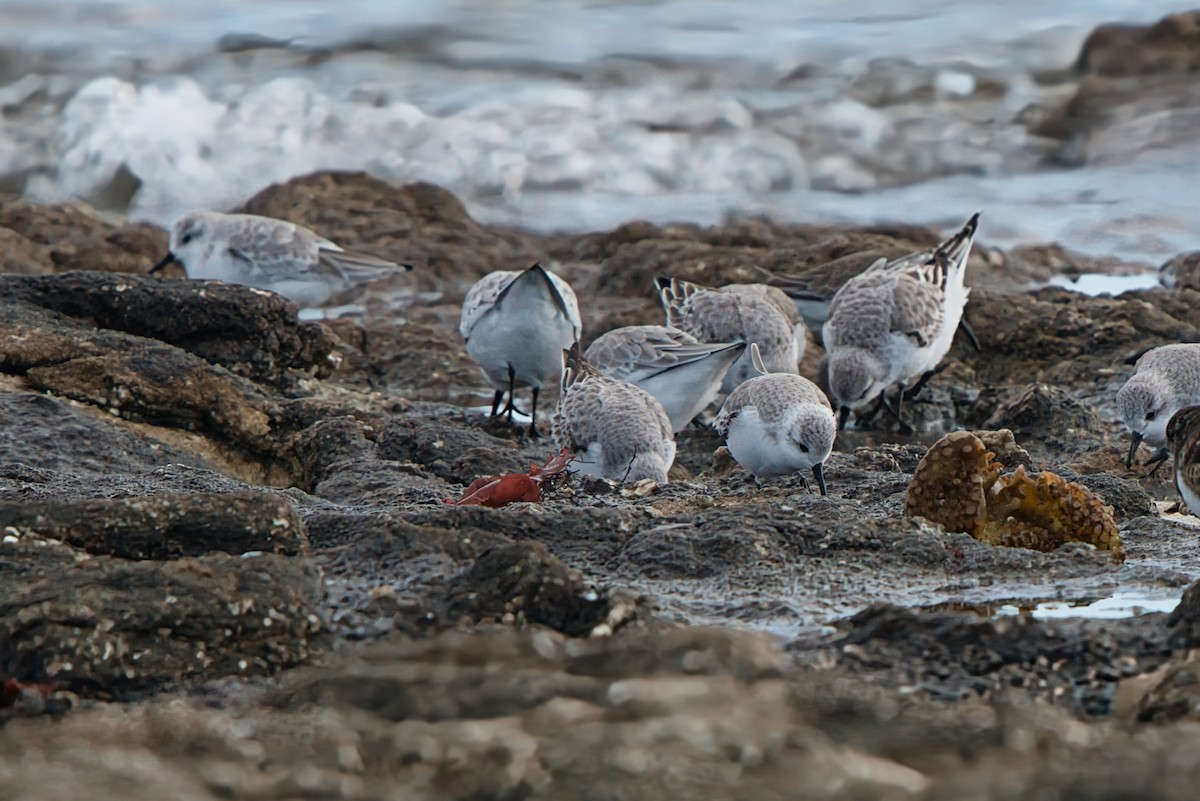 Sanderling - ML646409214