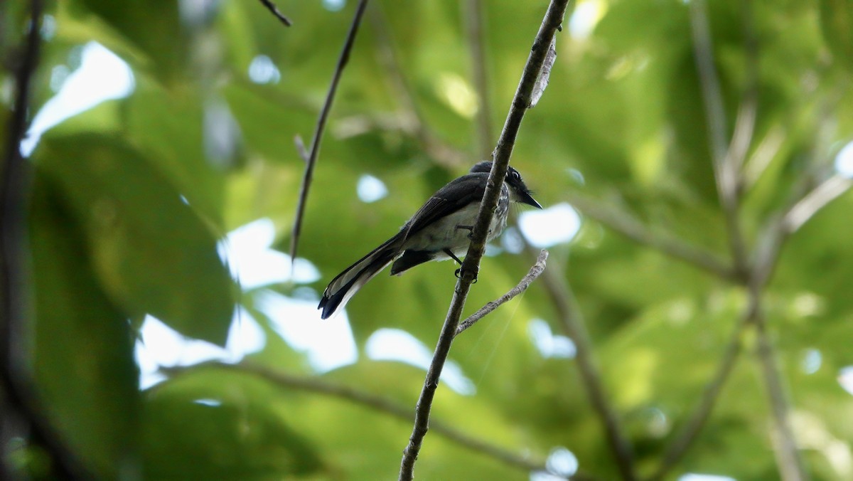 Northern Fantail (Melanesian) - ML646409215