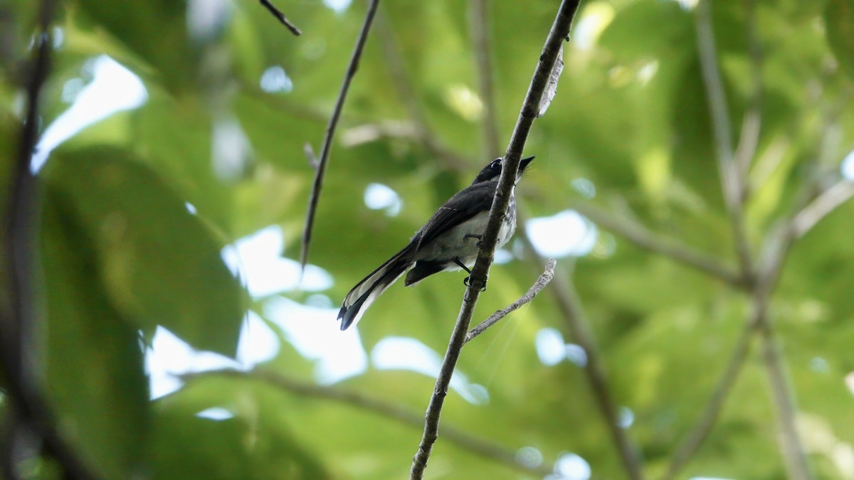 Northern Fantail (Melanesian) - ML646409216