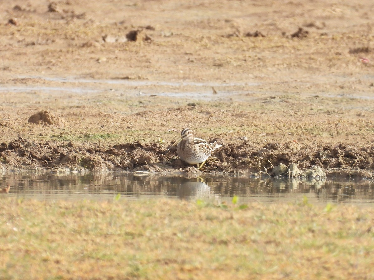 Common Snipe - ML646409217