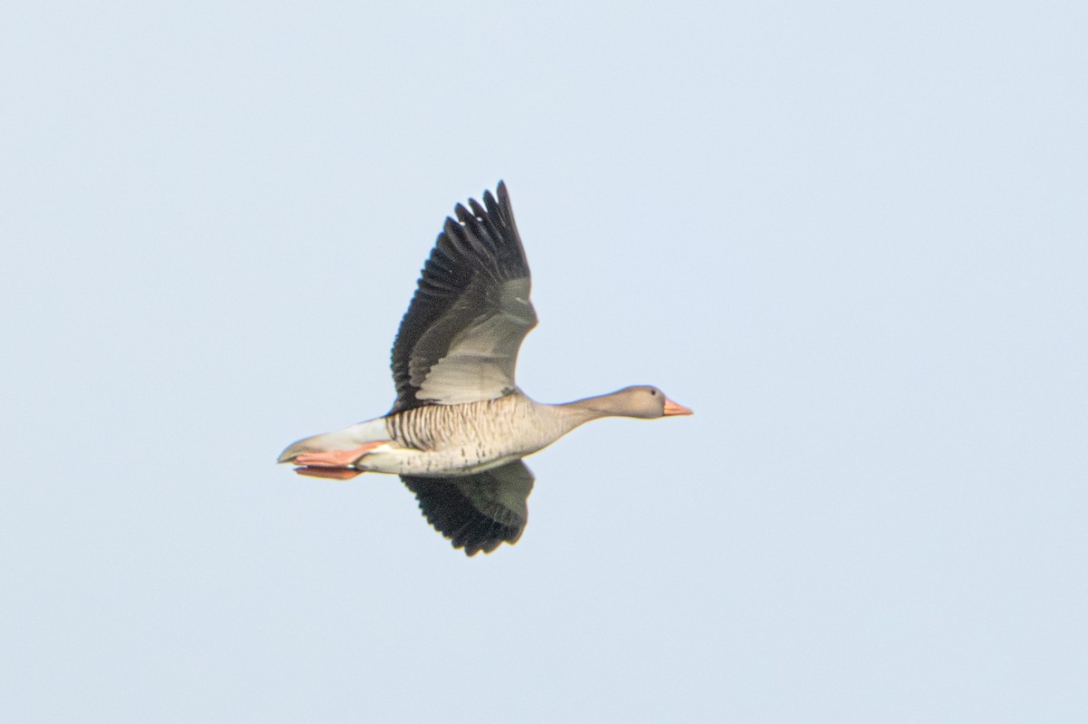 Graylag Goose - ML646409218
