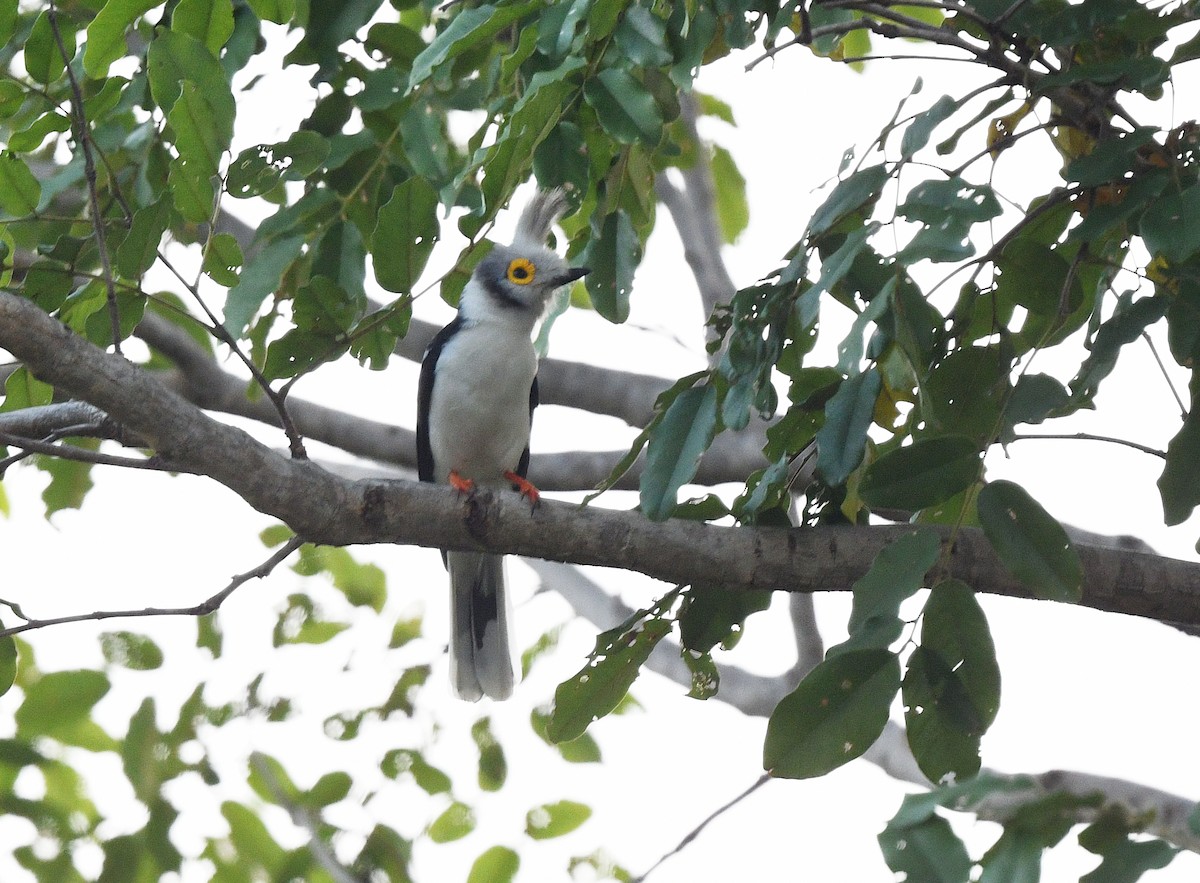 White-crested Helmetshrike - ML646409220