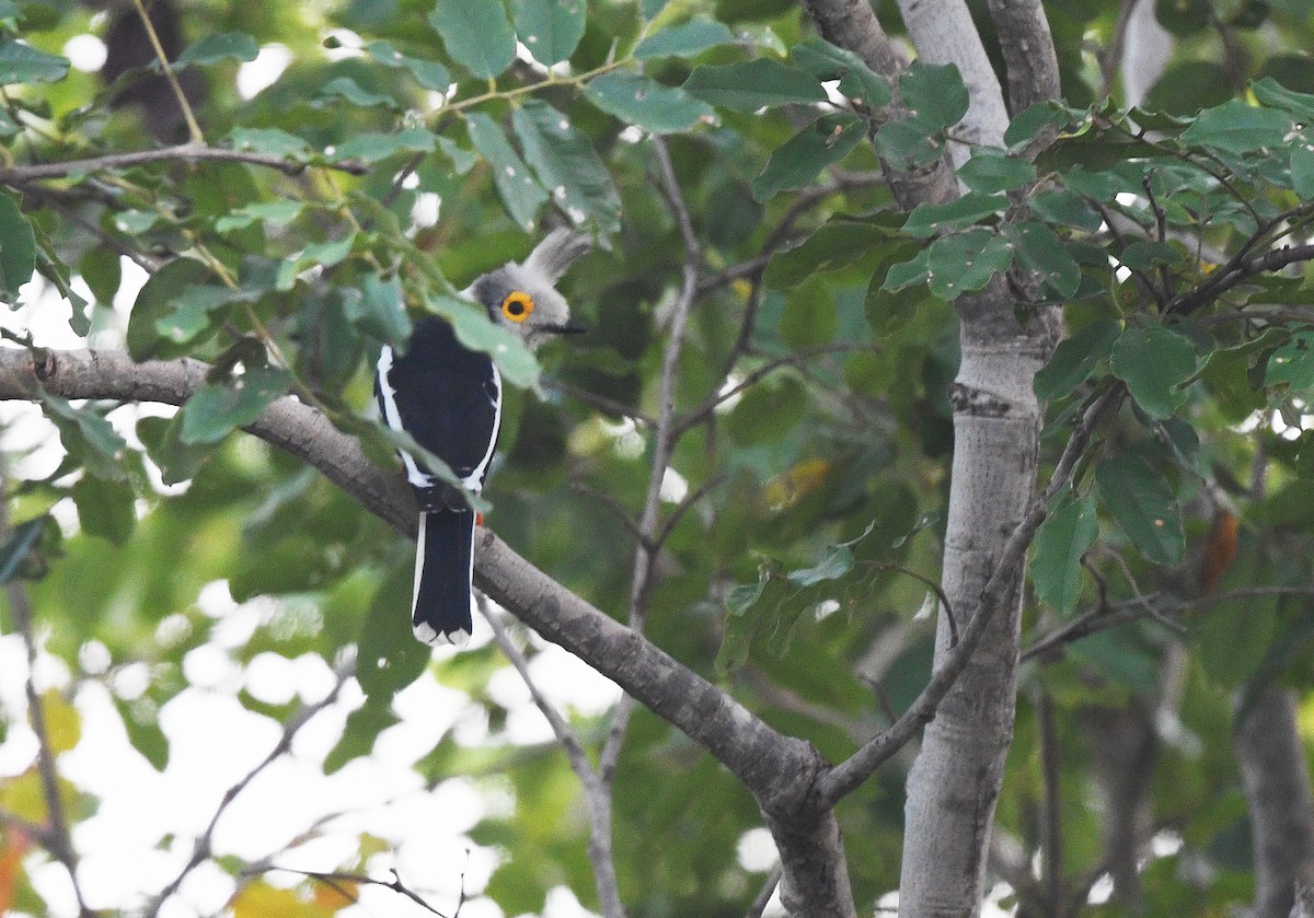 White-crested Helmetshrike - ML646409221