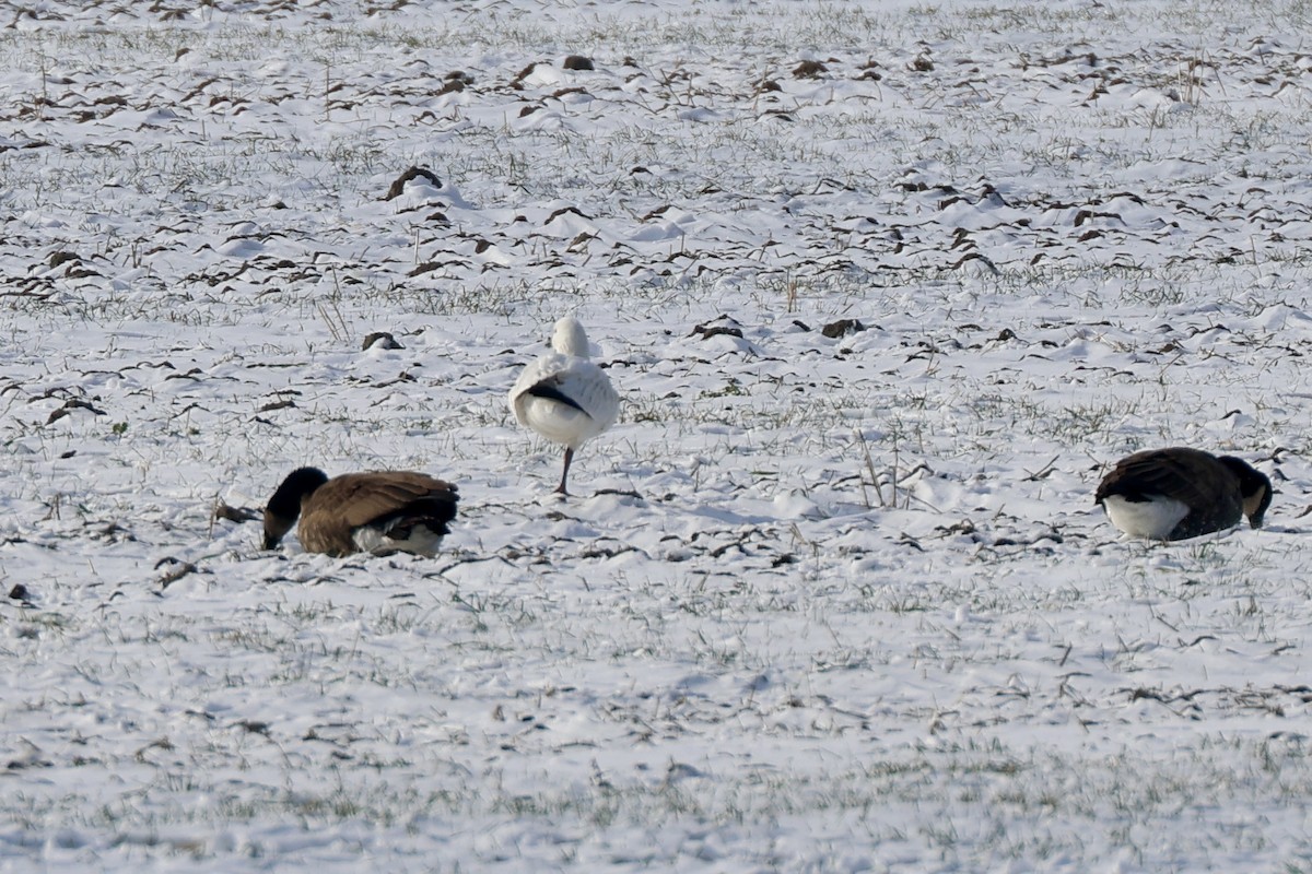 Zwergschneegans - ML646409222