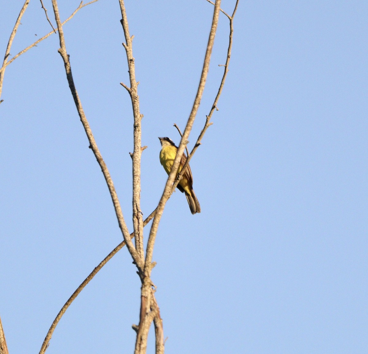Social Flycatcher - ML646409223