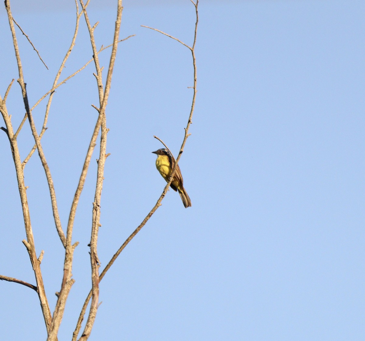 Social Flycatcher - ML646409224