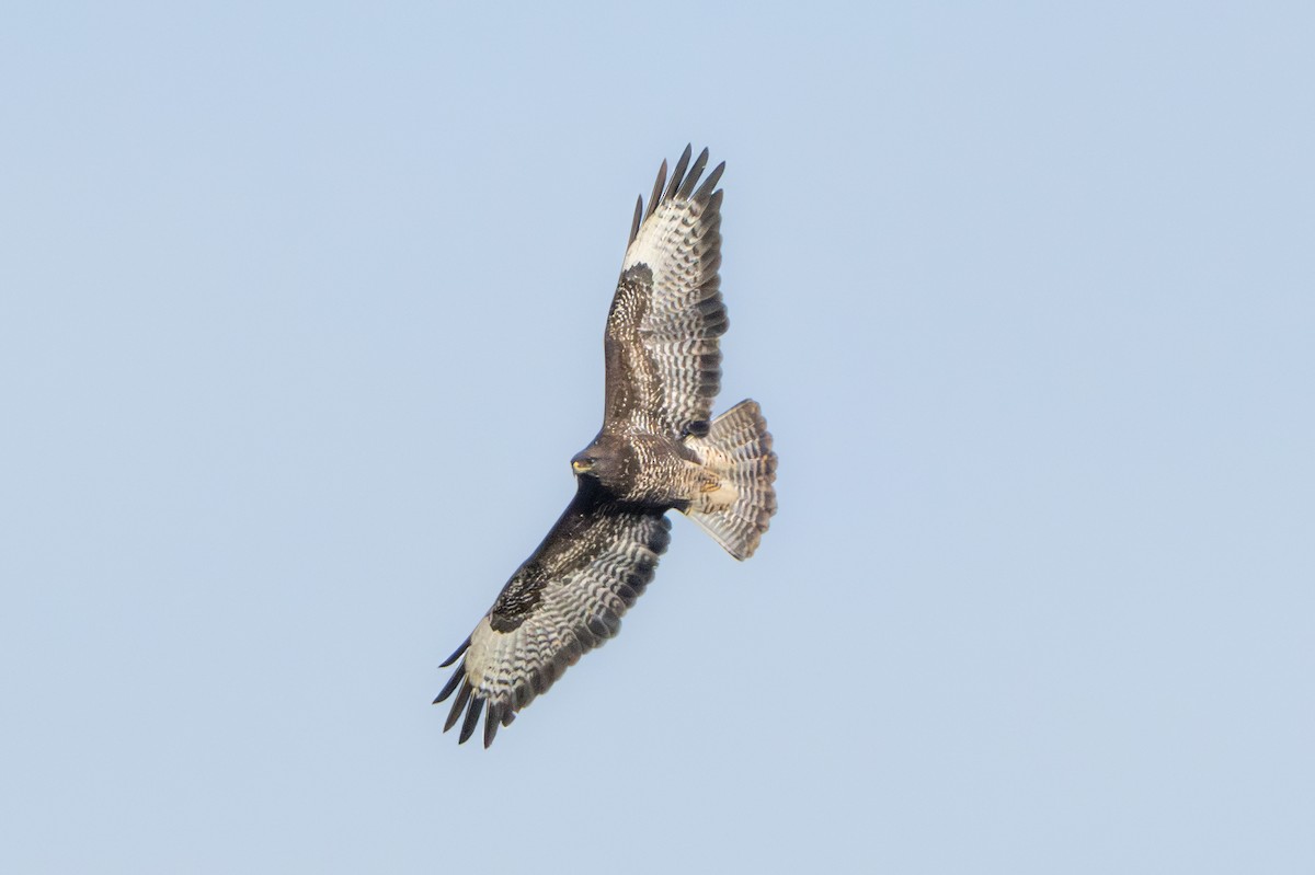 Common Buzzard - ML646409226