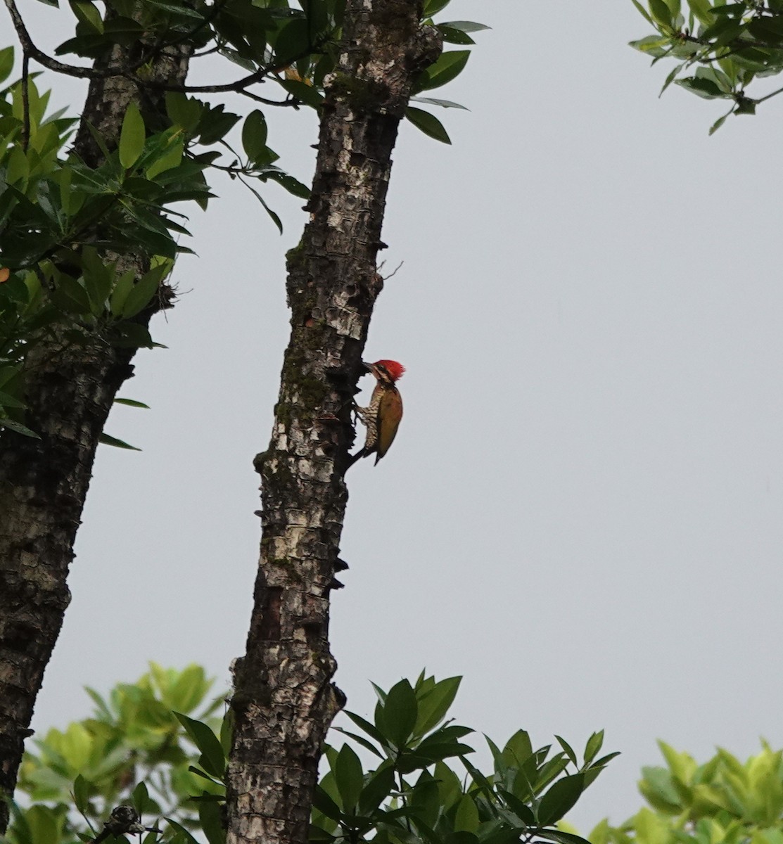 Spot-throated Flameback - ML646409230