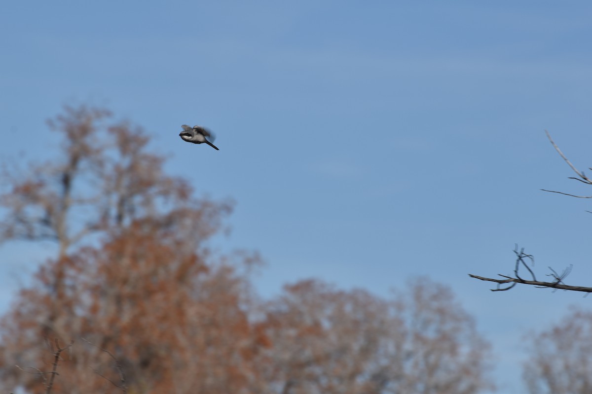Loggerhead Shrike - ML646409231