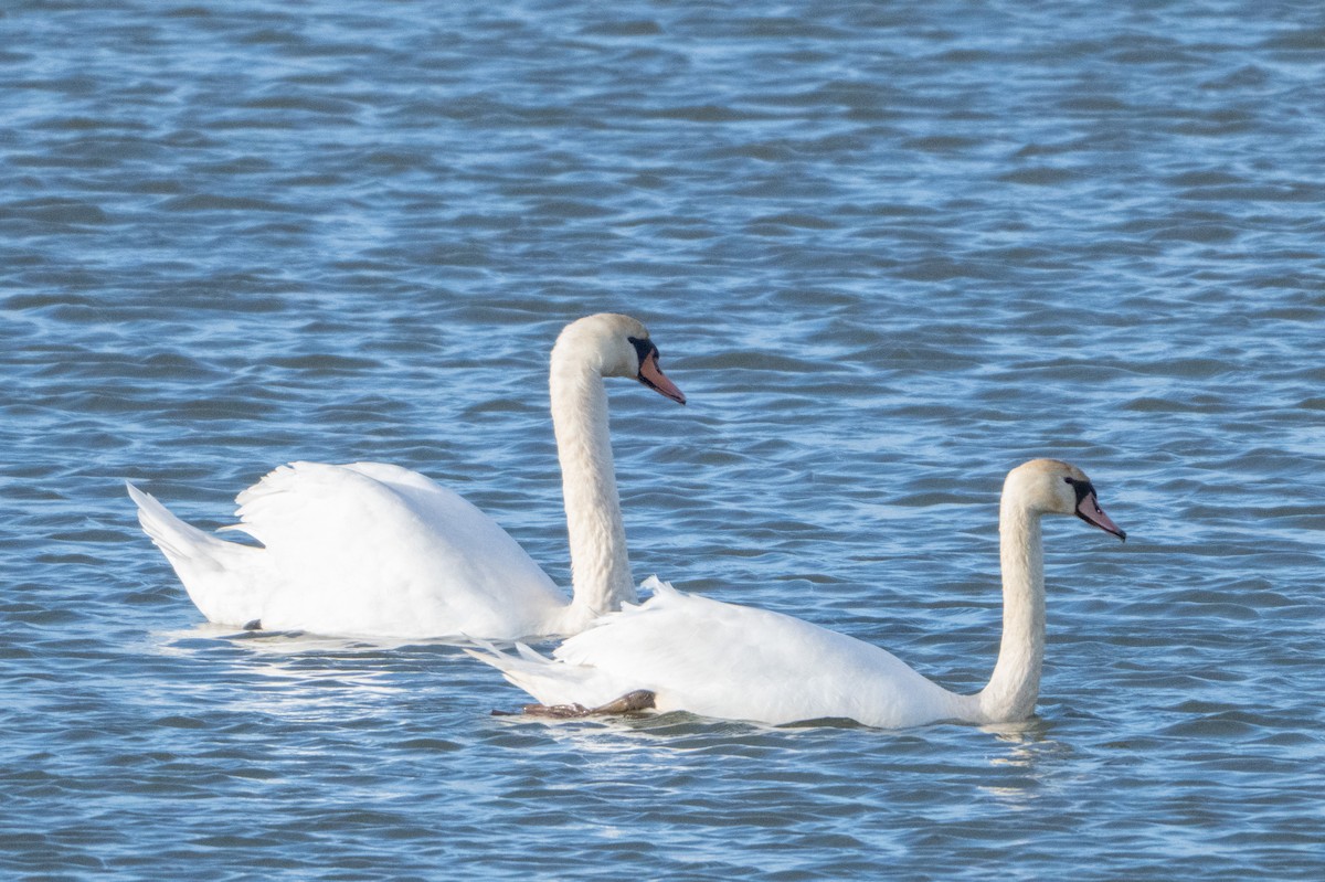 Mute Swan - ML646409233