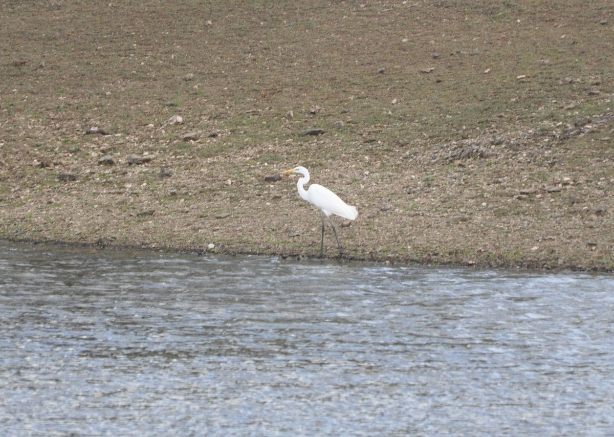 Great Egret - ML646409235