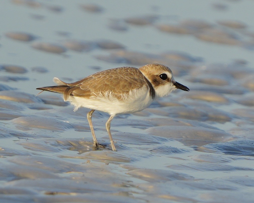 Snowy Plover - ML646409236