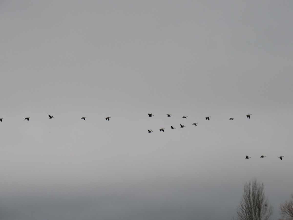 Canada Goose - ML646409237