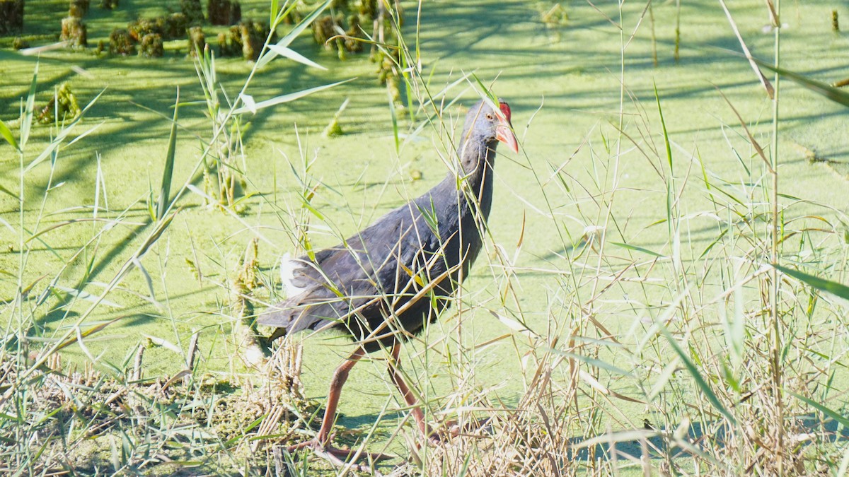 Western Swamphen - ML646409238