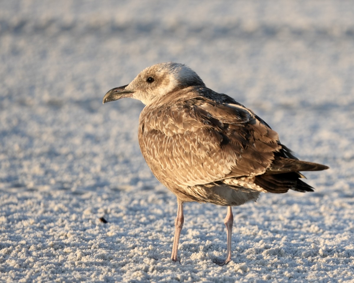 American Herring Gull - ML646409239