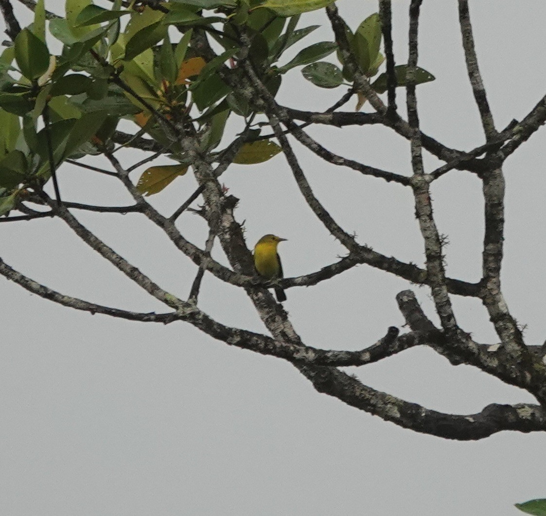 Common Iora - ML646409240
