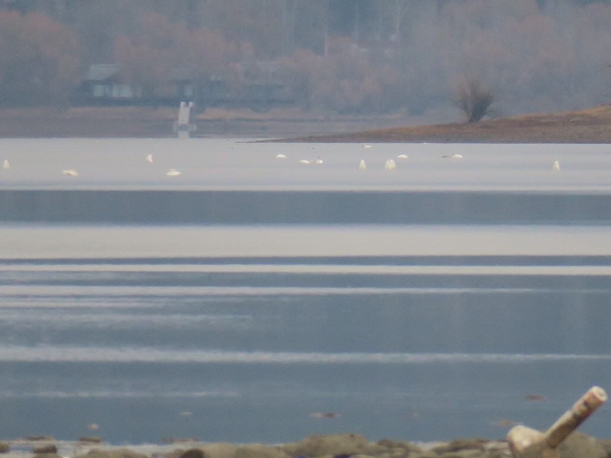 Trumpeter Swan - ML646409241