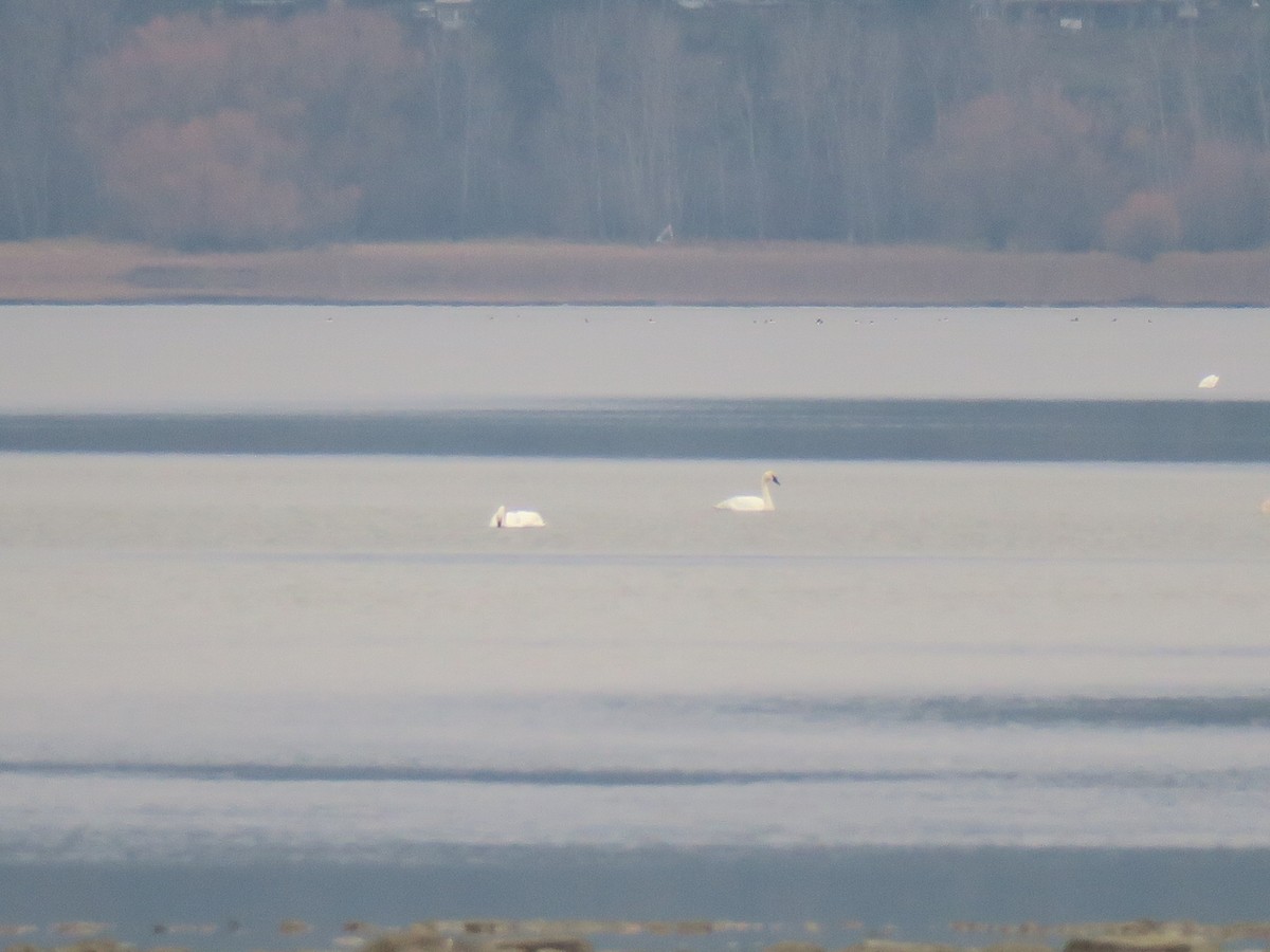 Trumpeter Swan - ML646409242