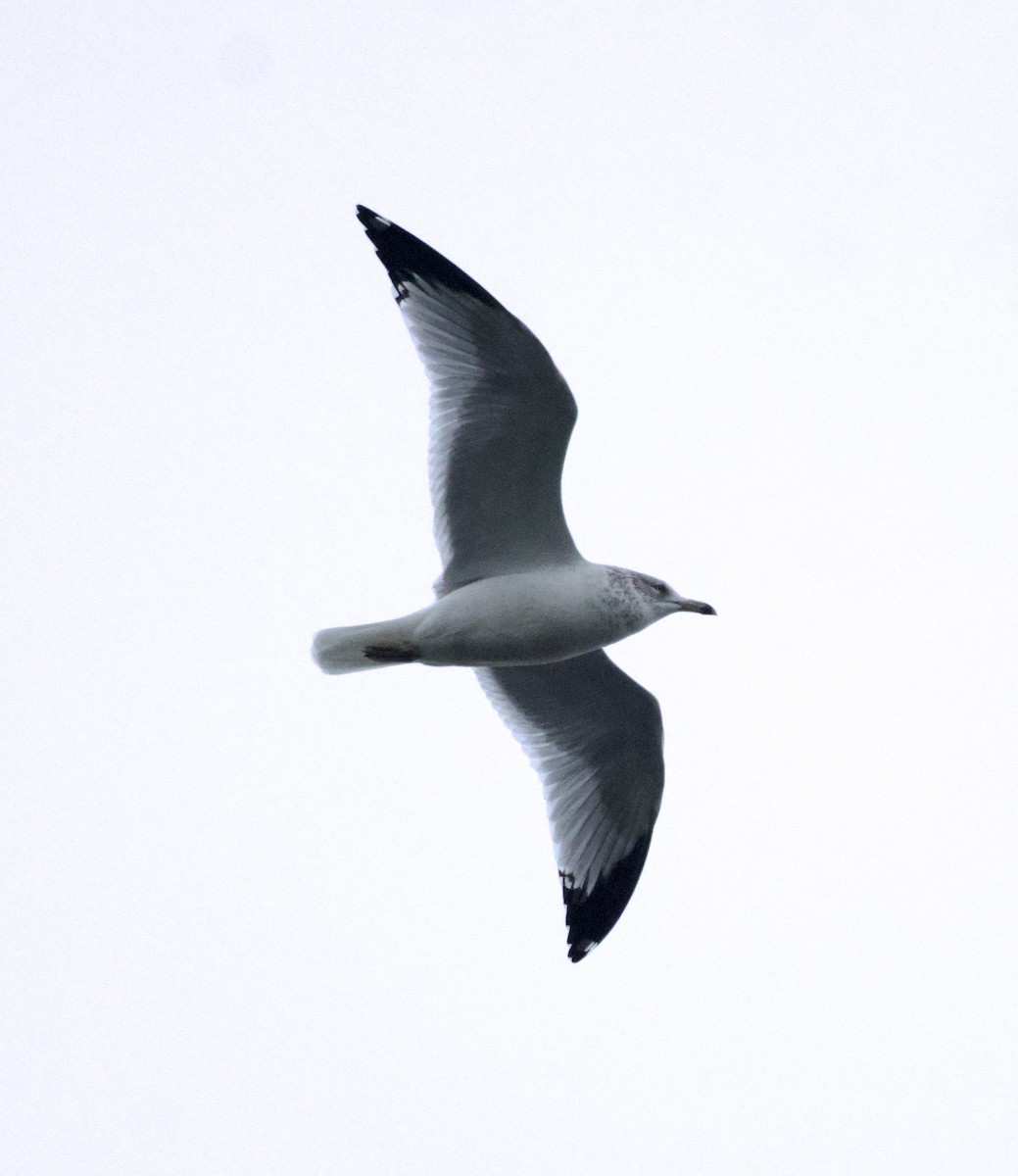 Ring-billed Gull - ML646409243