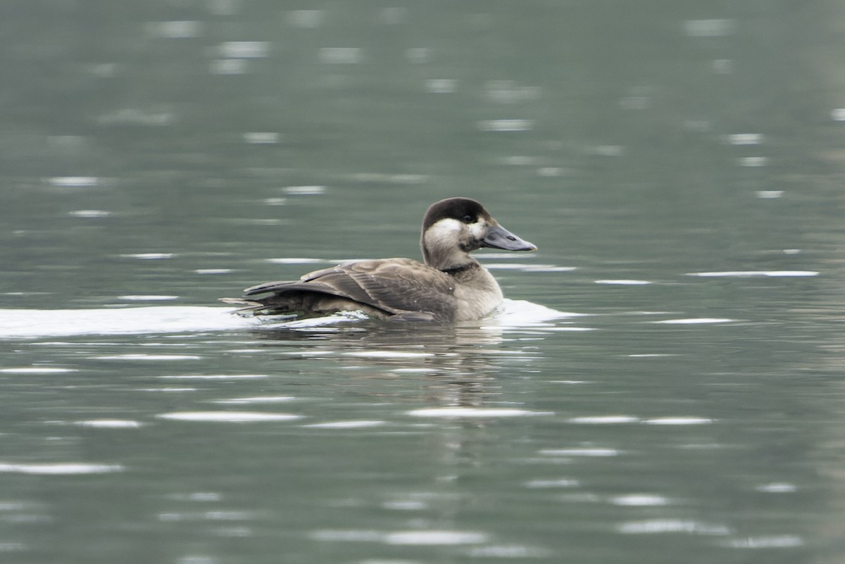 brilleand - ML646409244