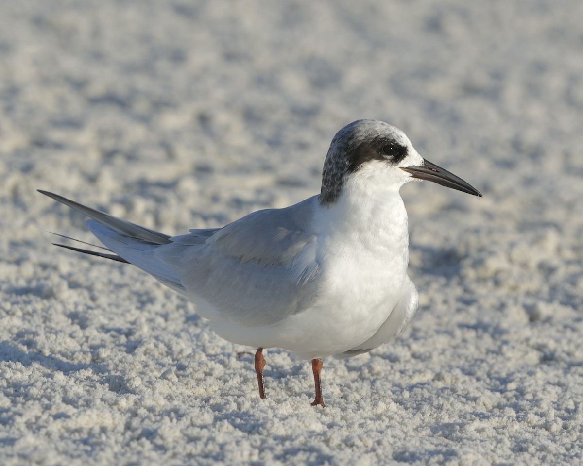 Forster's Tern - ML646409245
