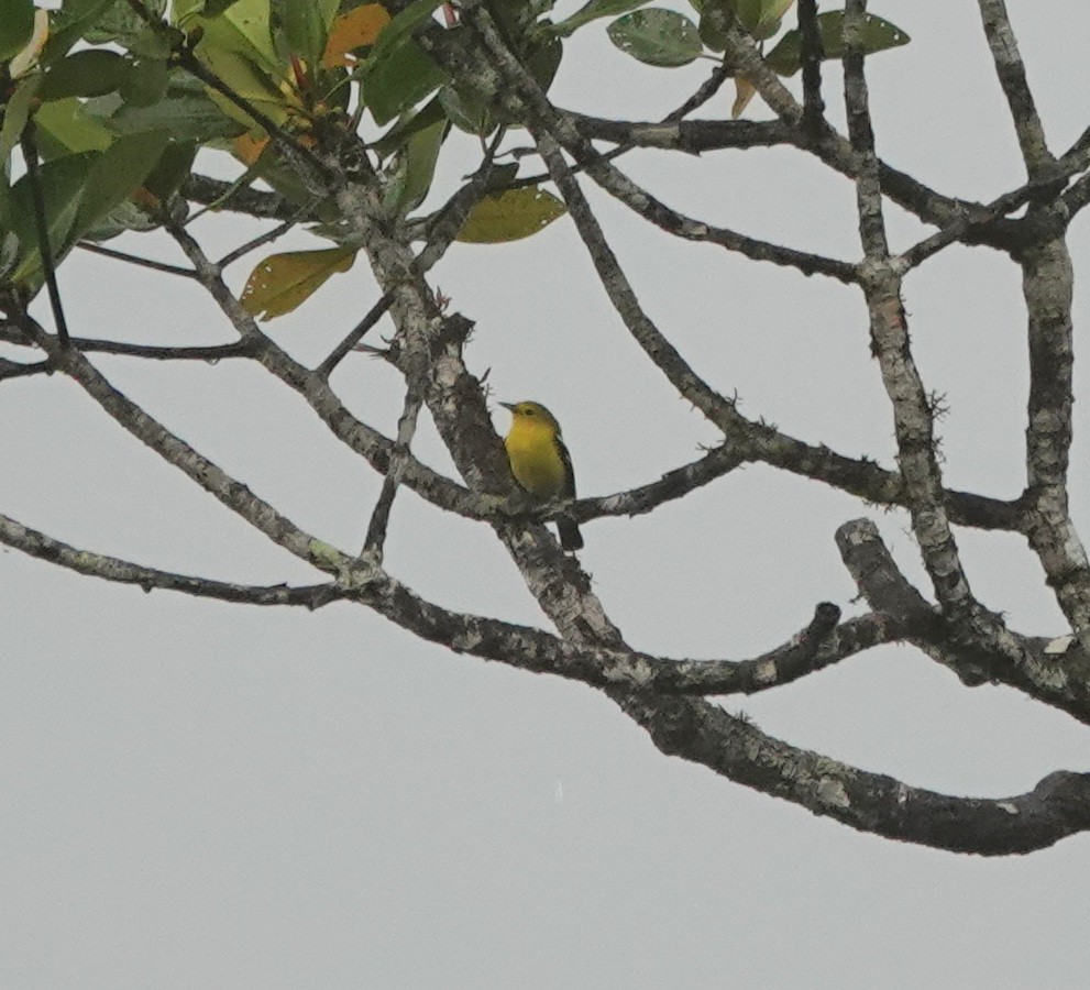 Common Iora - ML646409246