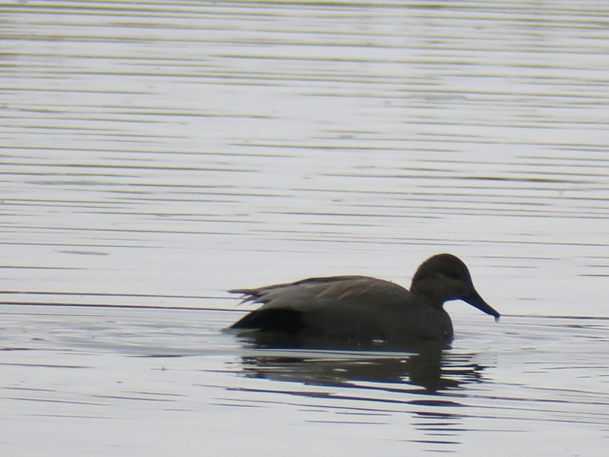 Gadwall - ML646409247