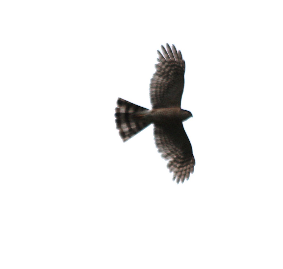 Sharp-shinned Hawk - ML646409248