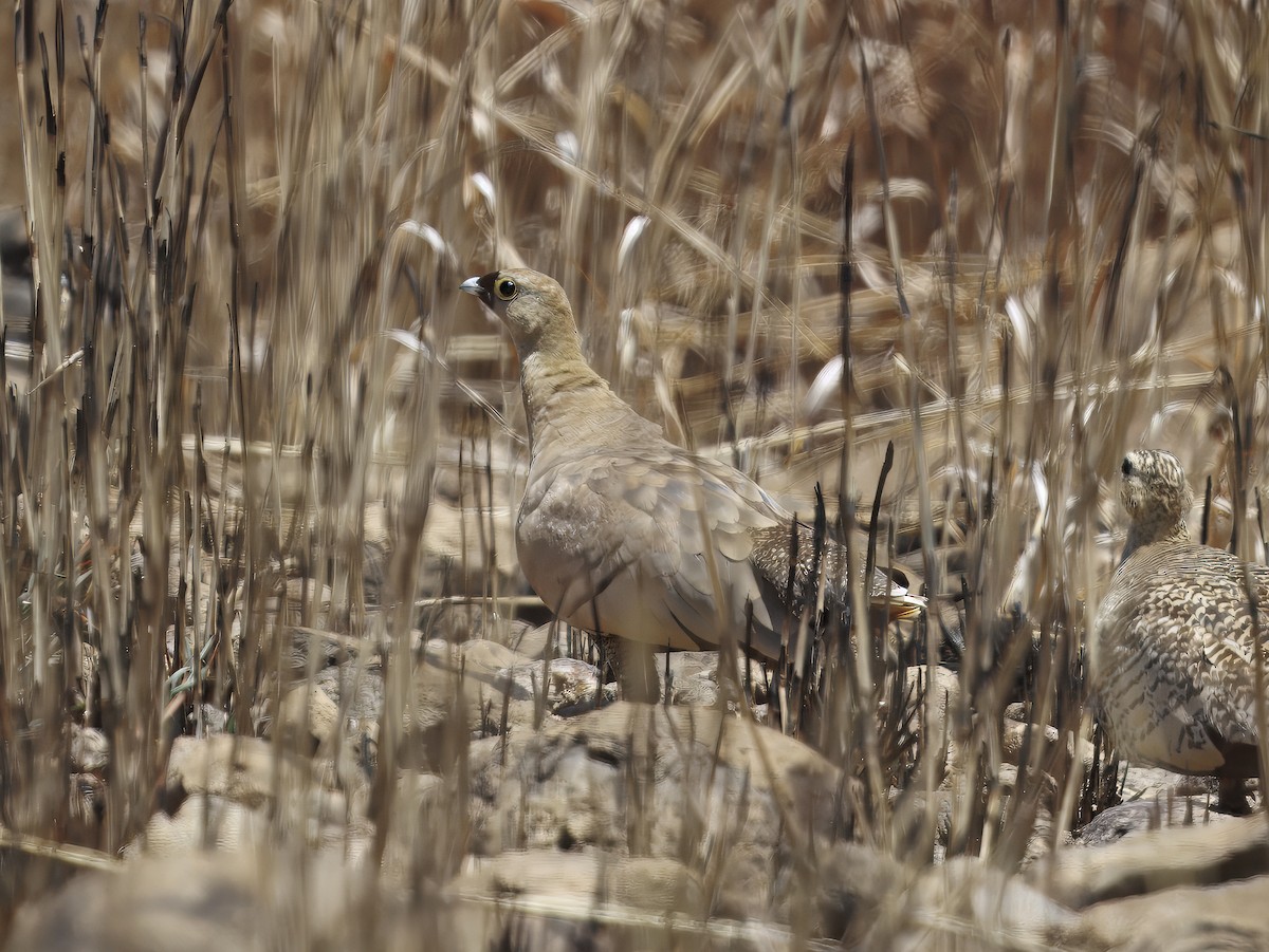 Madagascar Sandgrouse - ML646409249